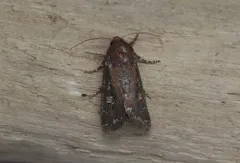 Hairy Artesta Moth thumbnail 3