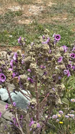 Tree Mallow thumbnail 2
