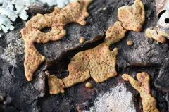 Willkommlangea reticulata thumbnail 3