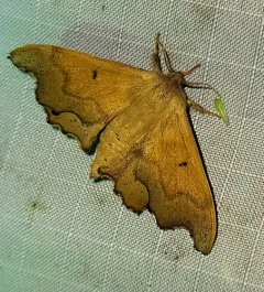 Scalloped Sack-bearer Moth thumbnail 3
