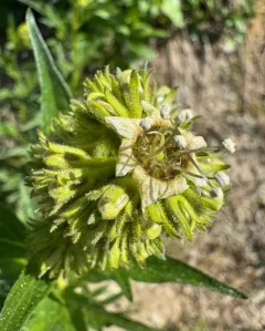Tall Phacelia thumbnail 2