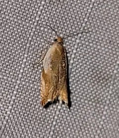 Ancylis fuscociliana thumbnail 4