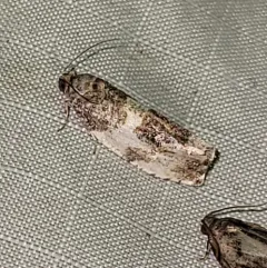 Poplar Leafroller Moth thumbnail 4