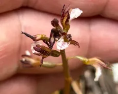 Spring Coralroot thumbnail 4