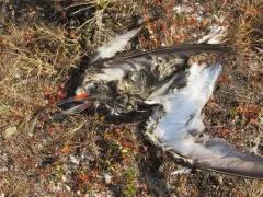 Black Skimmer thumbnail 2