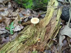 Agrocybe acericola thumbnail 4
