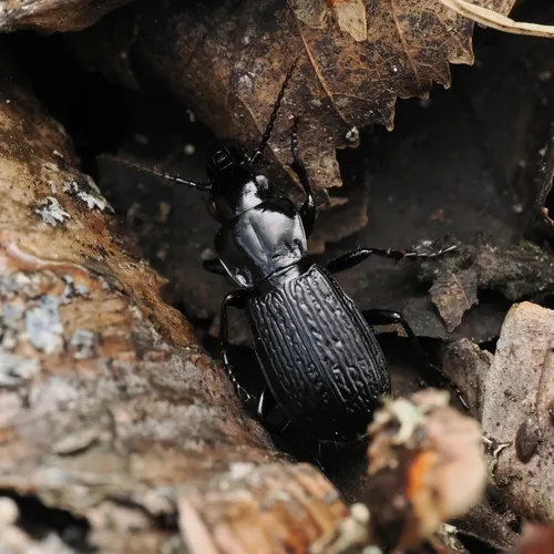 Pterostichus punctatissimus