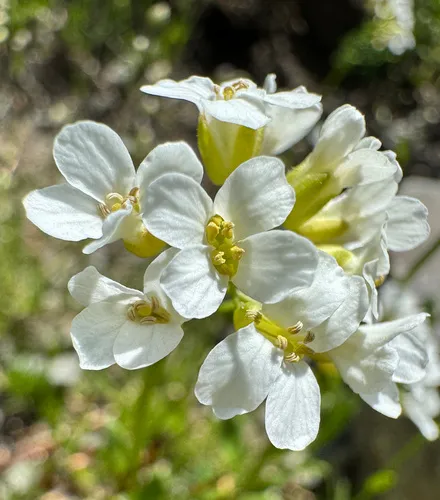 cascade rockcress