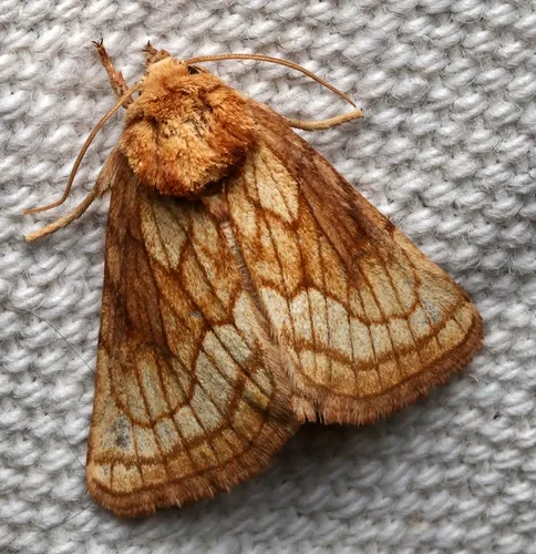 Nocloa duplicatus