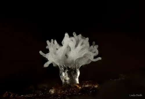 Ceratiomyxa sphaerosperma