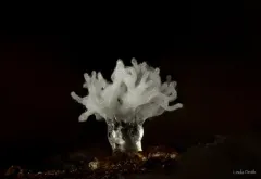 Ceratiomyxa sphaerosperma thumbnail 1