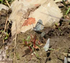 Ancilla Blue thumbnail 4