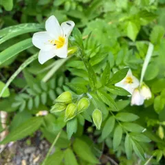 Oregon polemonium thumbnail 3