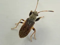 Pale-spotted Seed Bug thumbnail 2