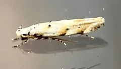 Coleotechnites eryngiella thumbnail 3