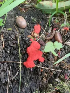 Tubifera magna thumbnail 3