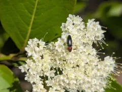red-collared click beetle thumbnail 4