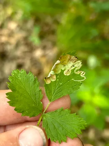 Agromyza princei