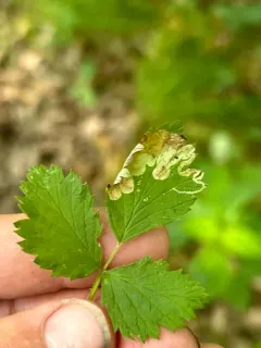 Agromyza princei thumbnail 1