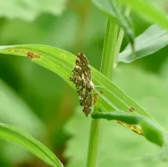 Checkered Apogeshna Moth thumbnail 4