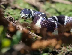 California King Snake thumbnail 3