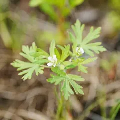 Carolina crane's-bill thumbnail 4