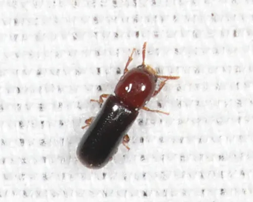 Corticeus thoracicus