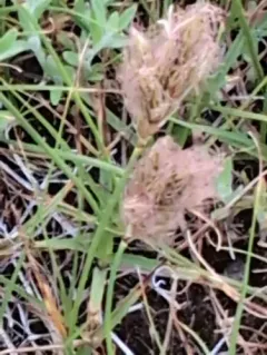 Douglas' sedge thumbnail 4