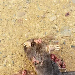 Star-nosed Mole thumbnail 2