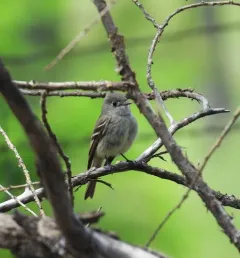 Dusky Flycatcher thumbnail 4