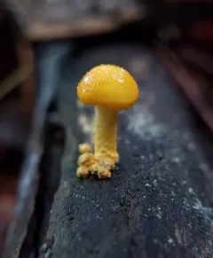 Golden-scruffy Collybia thumbnail 3