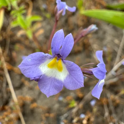 Cascade Calicoflower