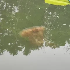 Atlantic Lion's Mane Jelly thumbnail 3