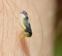 Pediopsoides distinctus thumbnail 4