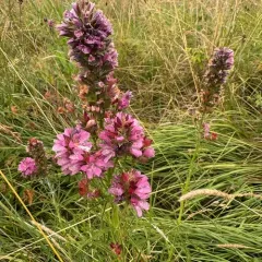 Cusick's checkerbloom thumbnail 4