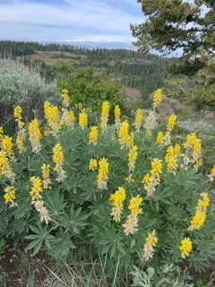 Sabin's Lupine thumbnail 2