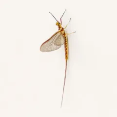 Emergent Mayfly thumbnail 4