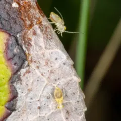 Chilenocaecilius ornatipennis thumbnail 3