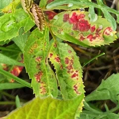Diplolepis rosaefolii thumbnail 3