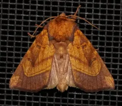 Royal Fern Borer Moth thumbnail 2