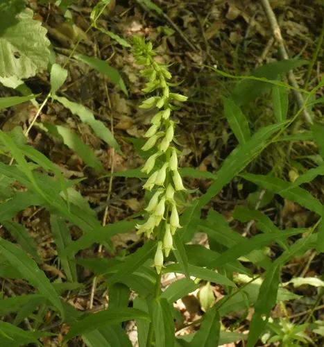 Straw Foxglove
