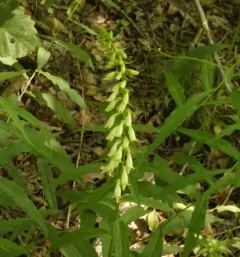 Straw Foxglove thumbnail 1