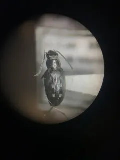 Bembidion levettei thumbnail 3