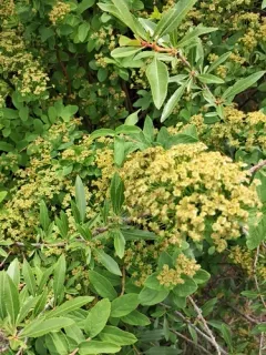 Dwarf Russian Almond thumbnail 1