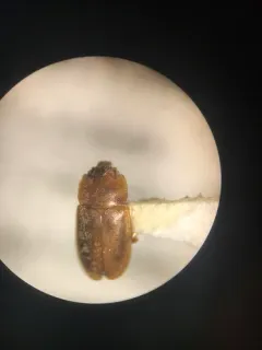 Epuraea planulata thumbnail 1