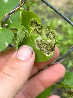 Pegomya setaria thumbnail 1