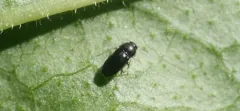 Mastogenius crenulatus thumbnail 4