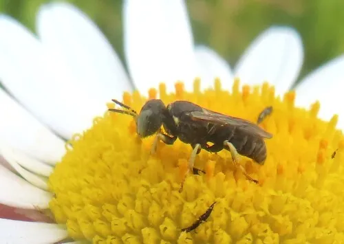 Belomicrus forbesii