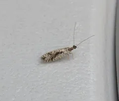 Variegated Brown Lacewing thumbnail 4
