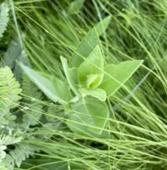 ashy sunflower thumbnail 3